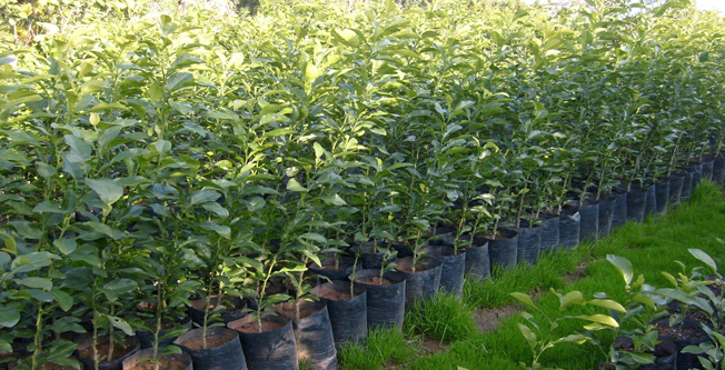 Fidancılık ve Çiçekçilik