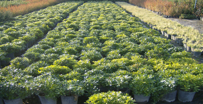 Fidancılık ve Çiçekçilik